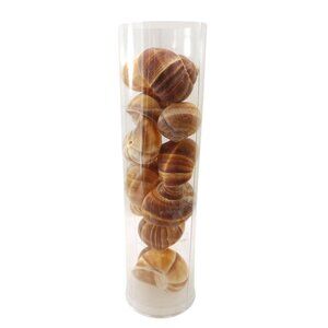 12 Escargot Snail 2" Baking Shells - Never Used